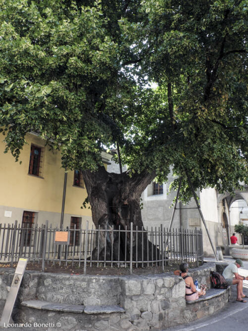 Cosa vedere ad Aosta - Tiglio secolare di Sant'Orso