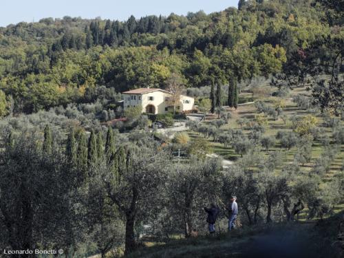 La raccolta delle olive nel Chianti