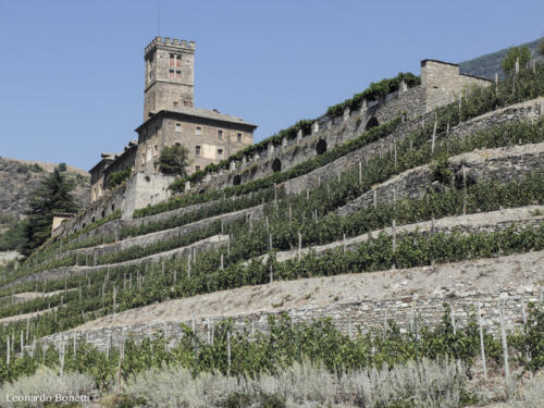 Vigneti terrazzati al castello reale di Sarre